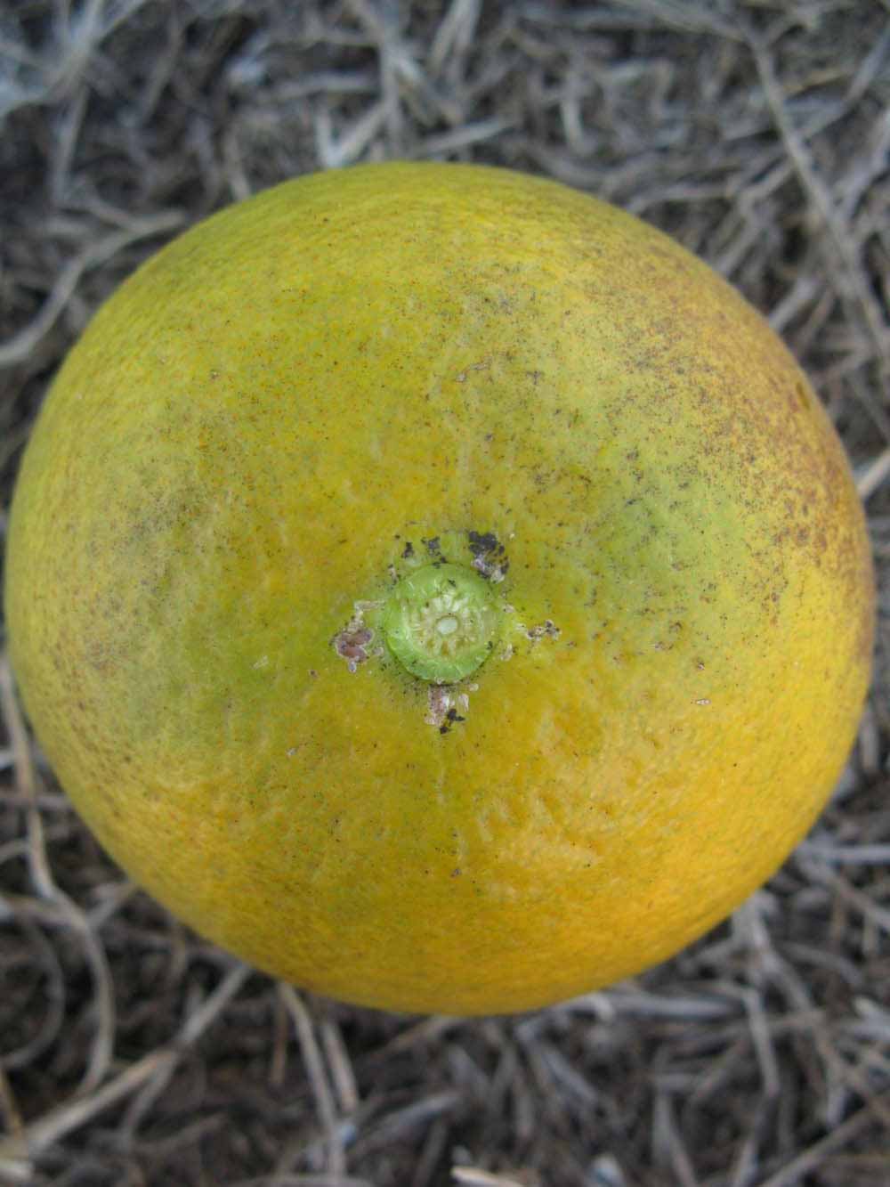              Fruit (Winter Haven, FL)       